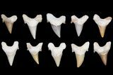 Lot - to Otodus Shark Teeth (Restored) - ~ Teeth #133639-1